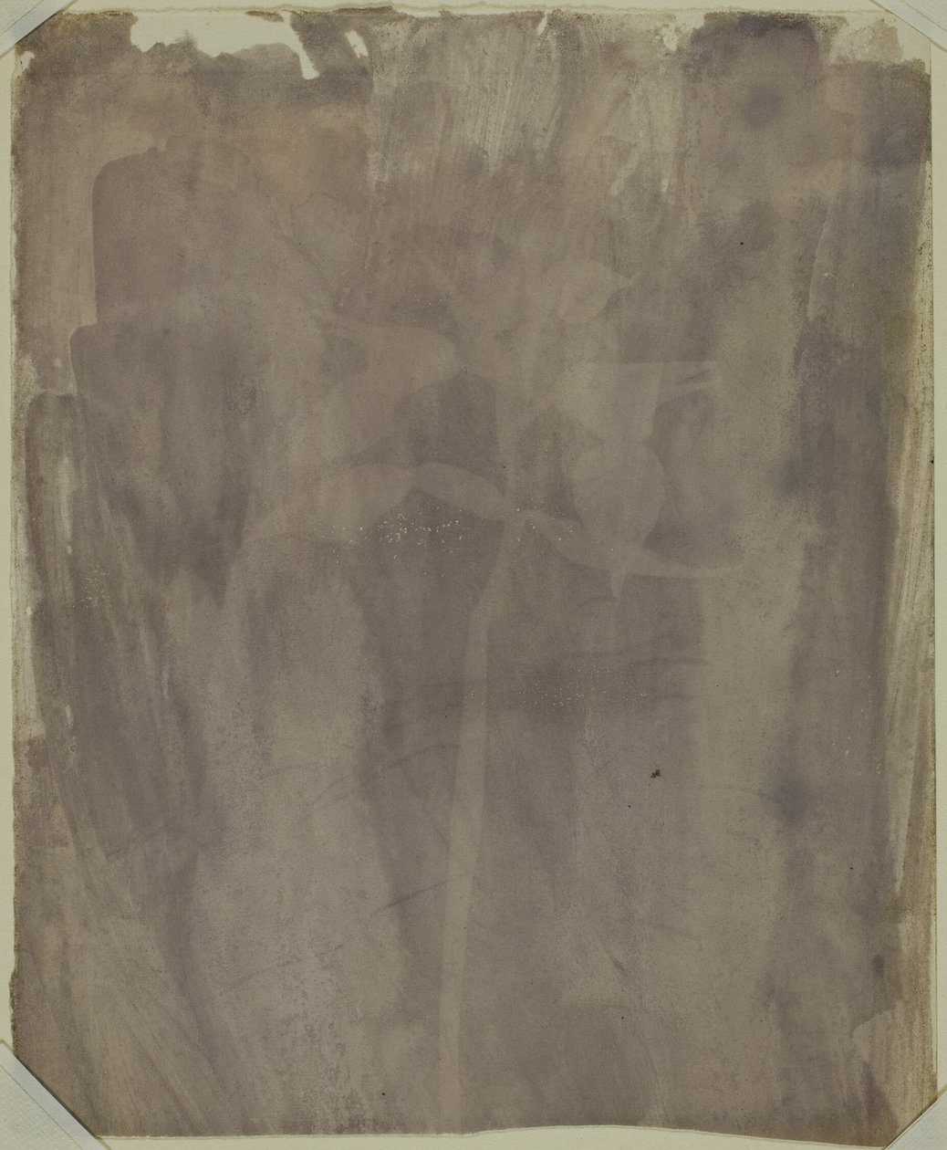 Espécimen botánico de William Henry Fox Talbot