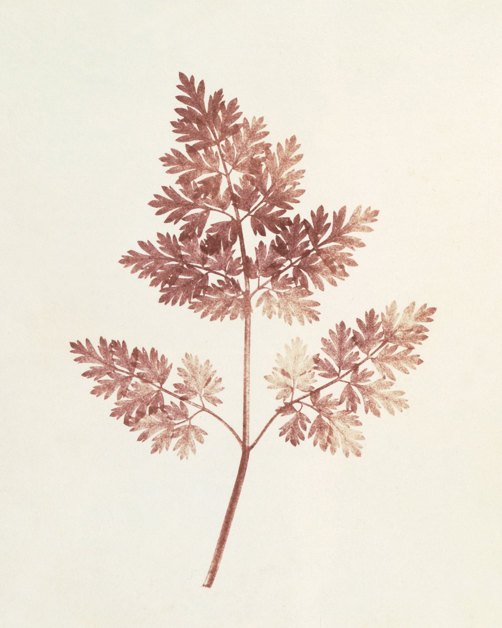 Frondas de Hojas, 1843 de William Henry Fox Talbot