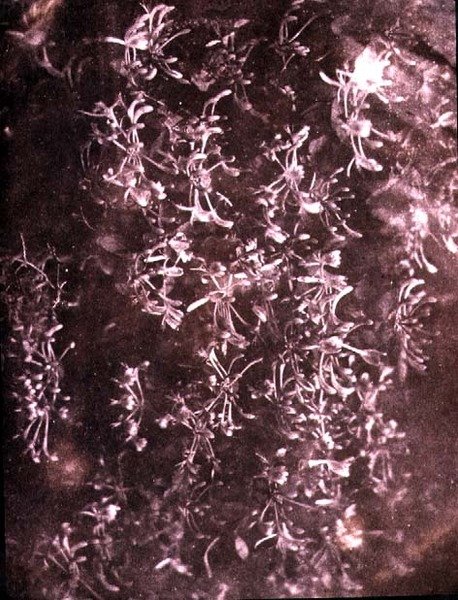 Madreselva, junio de 1840 de William Henry Fox Talbot