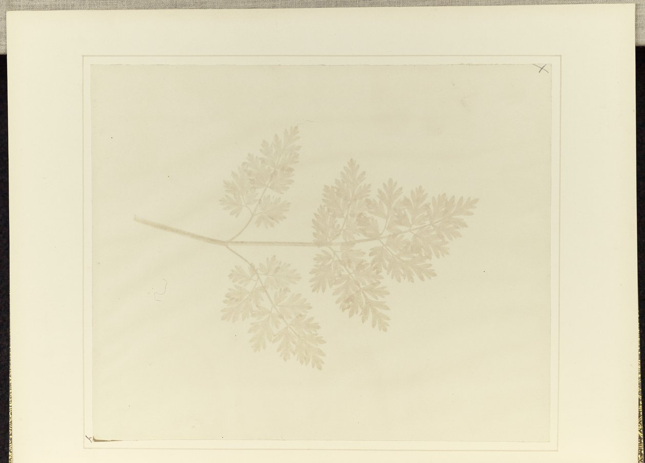 Hoja de una planta de William Henry Fox Talbot