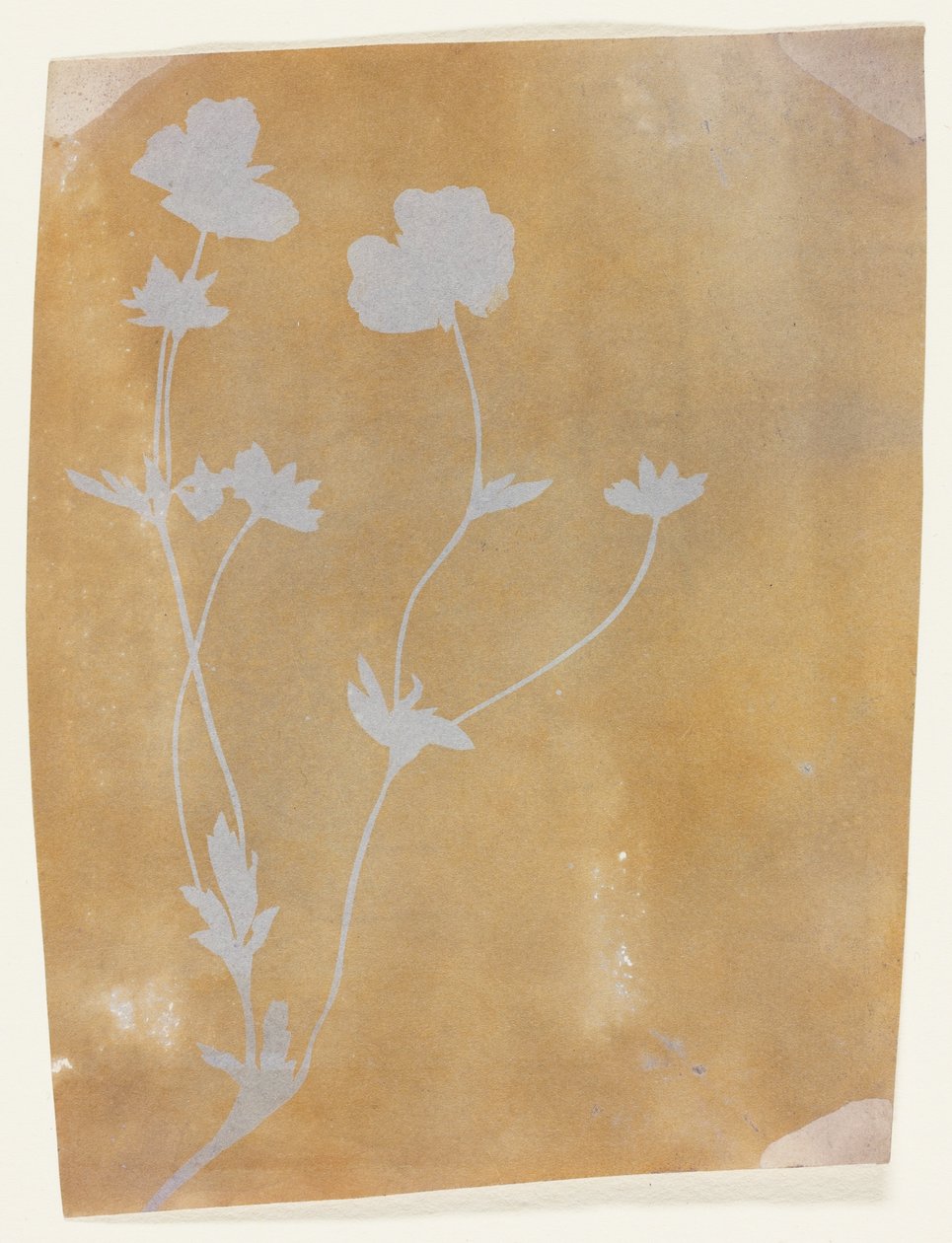 Tallo de hojas y flores de William Henry Fox Talbot