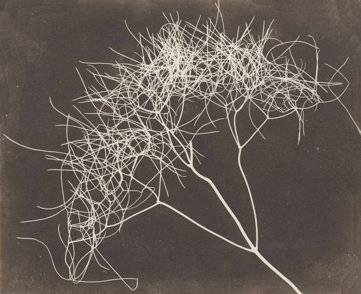 [Hinojo Silvestre], 1841-42 de William Henry Fox Talbot
