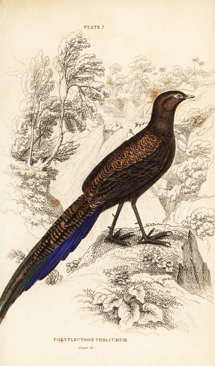 Faisán pavo de cola de bronce o faisán pavo de Sumatra de William Home Lizars