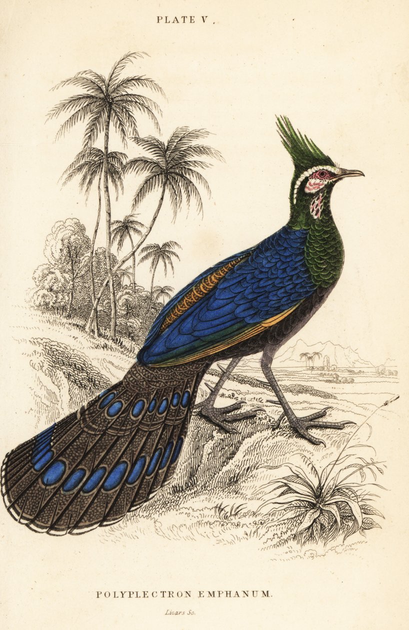 Faisán pavo real de Palawan, Polyplectron napoleonis de William Home Lizars