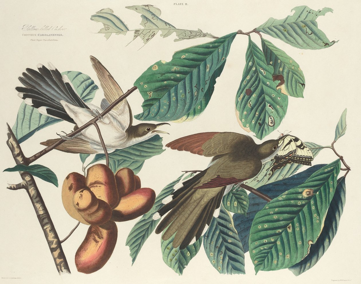 Cuclillo de pico amarillo, 1827 de William Home Lizars