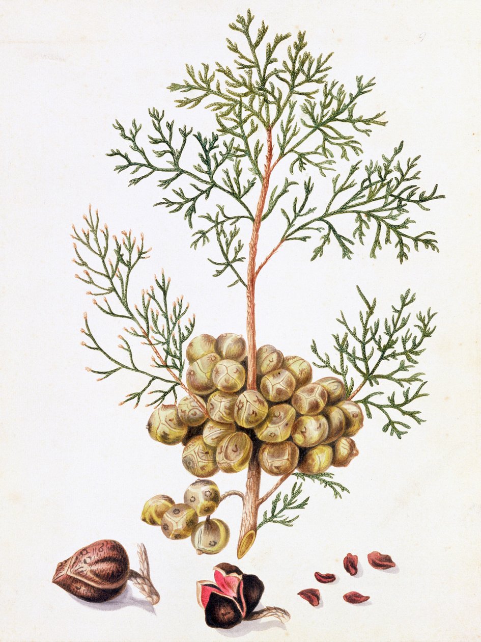 Hoja y Nueces de Ciprés de William Hooker