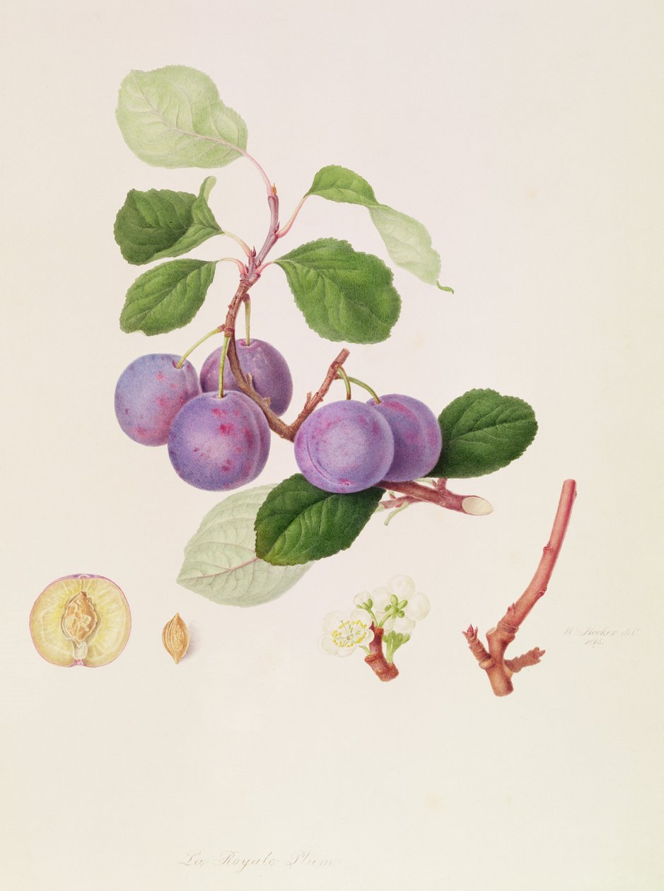 La Ciruela Real, 1815 de William Hooker