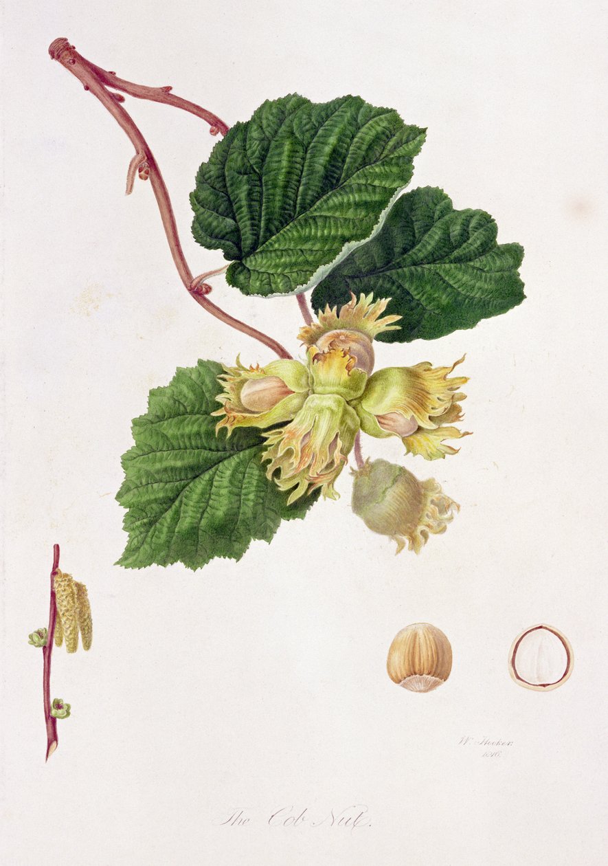 La Nuez Cob, 1816 de William Hooker