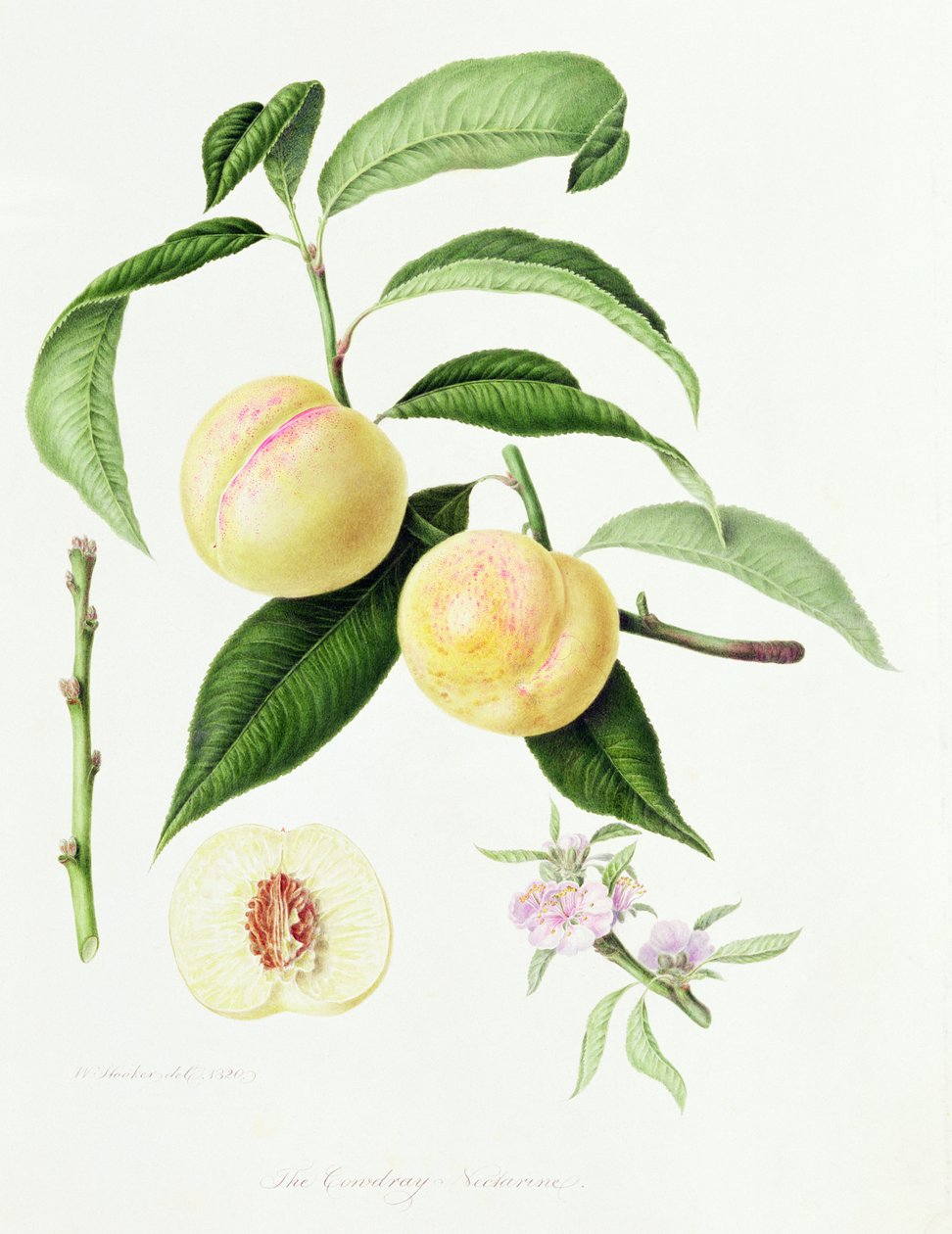 El nectarina de Conudray, 1820 de William Hooker
