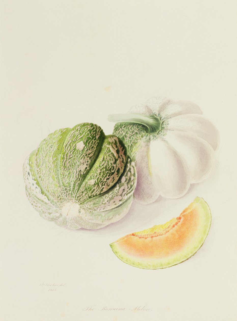 El melón Romana, 1818 de William Hooker