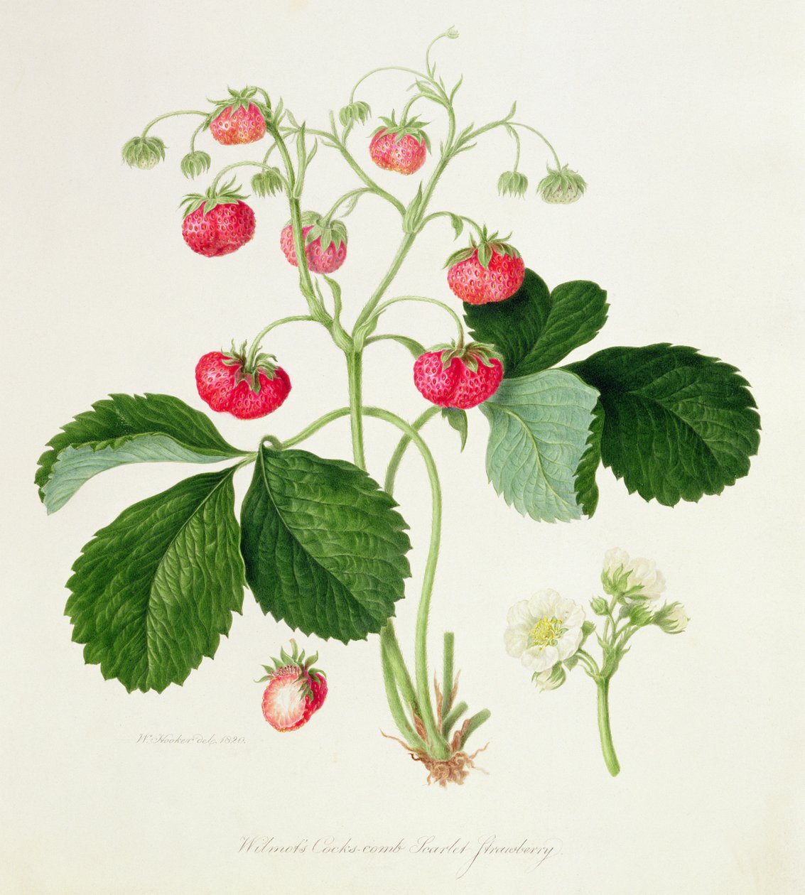 Fresa Escarlata de Cresta de Gallo de Wilmot, 1820 de William Hooker