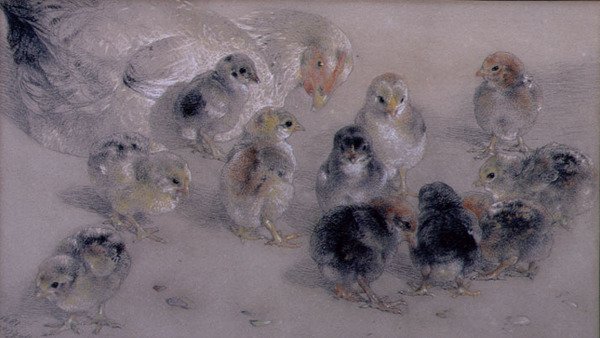 Estudio de Pollos de William Huggins