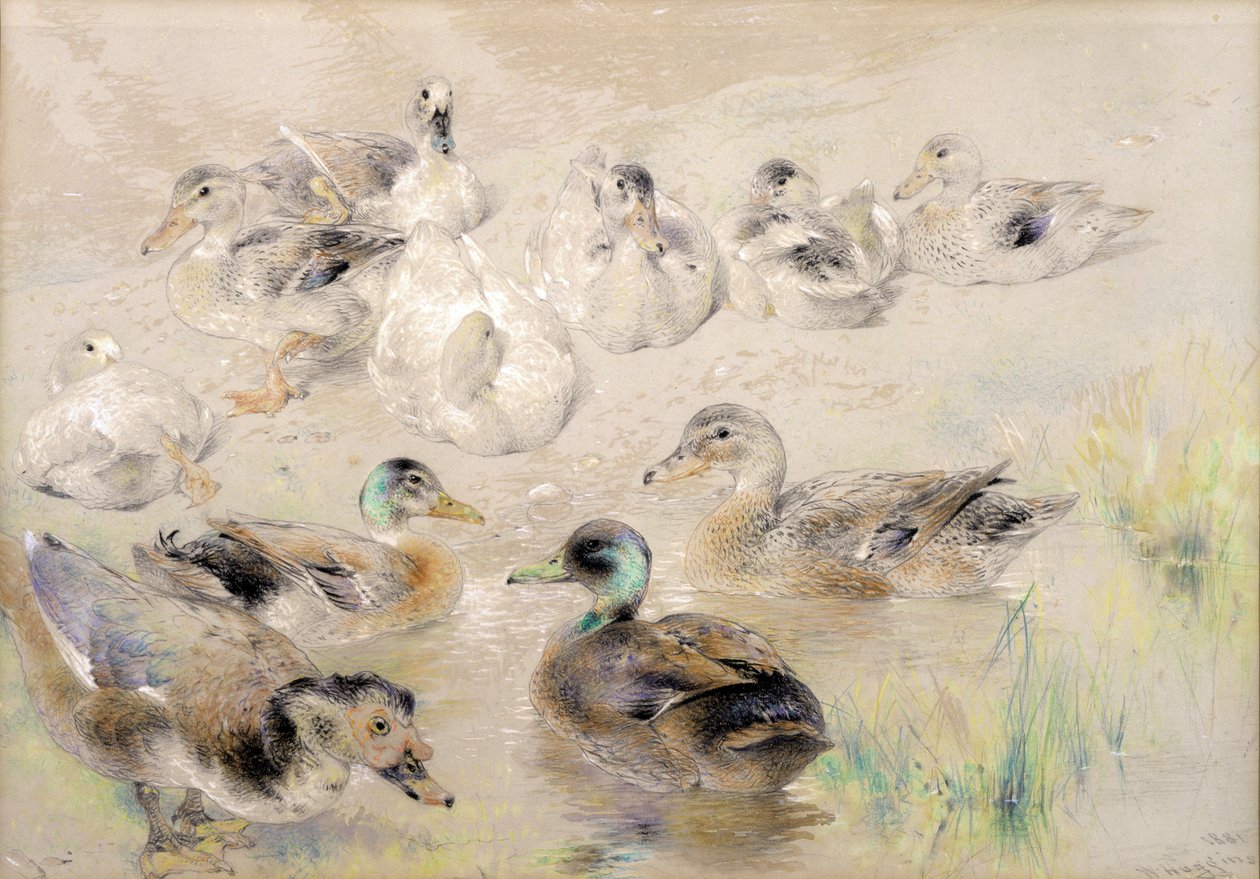 Estudio de Patos de William Huggins