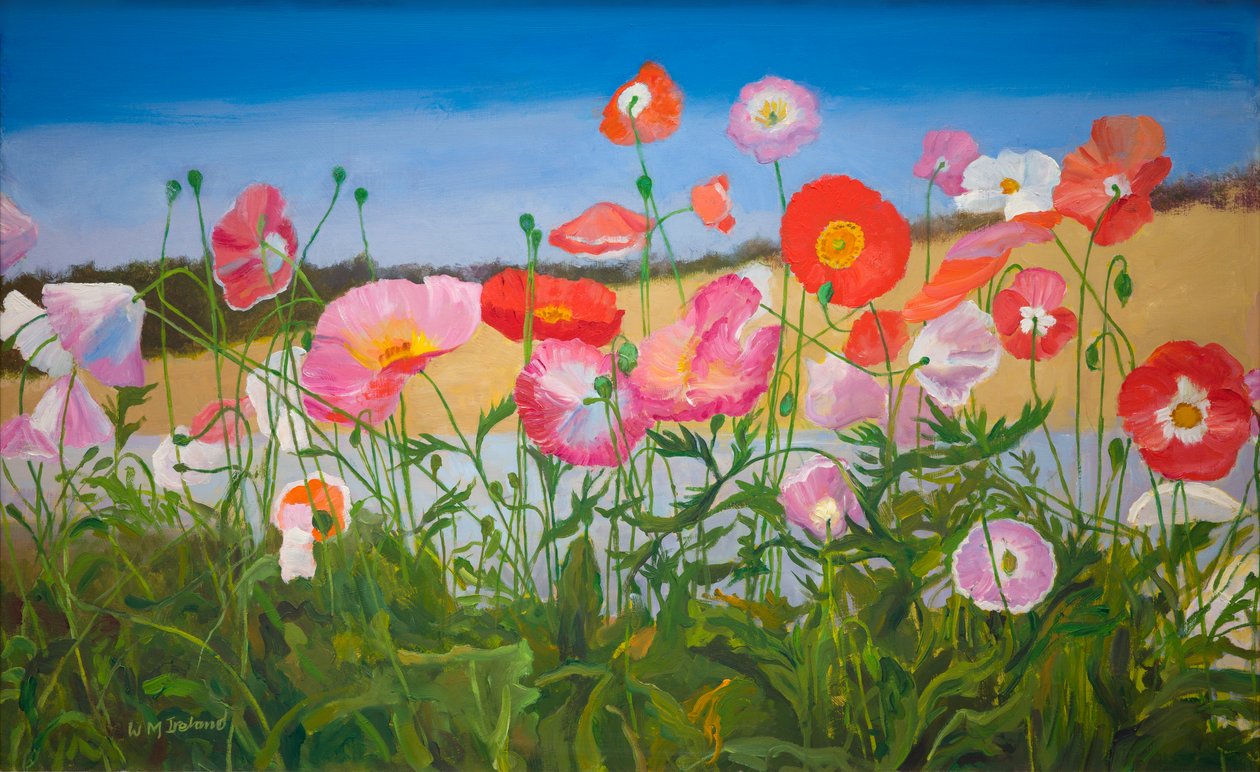 Amapolas (óleo sobre tabla) de William Ireland
