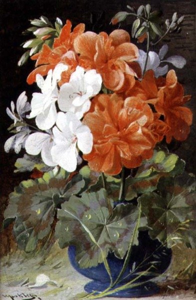 Pelargonios de William Jabez Muckley