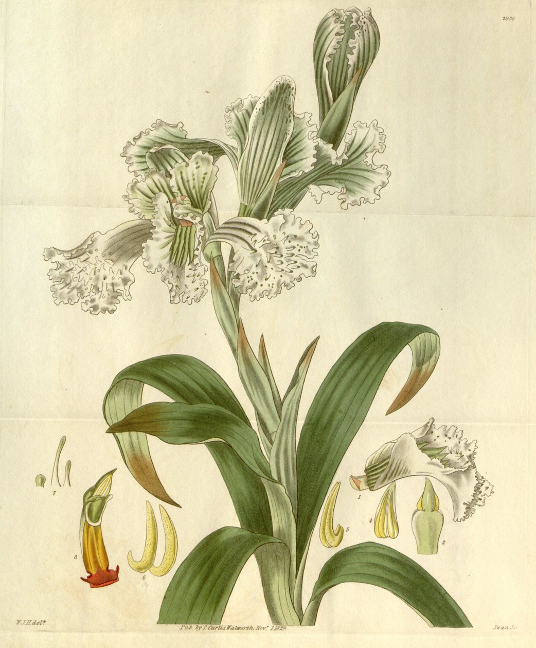 Chloraea bletioides de William Jackson Hooker