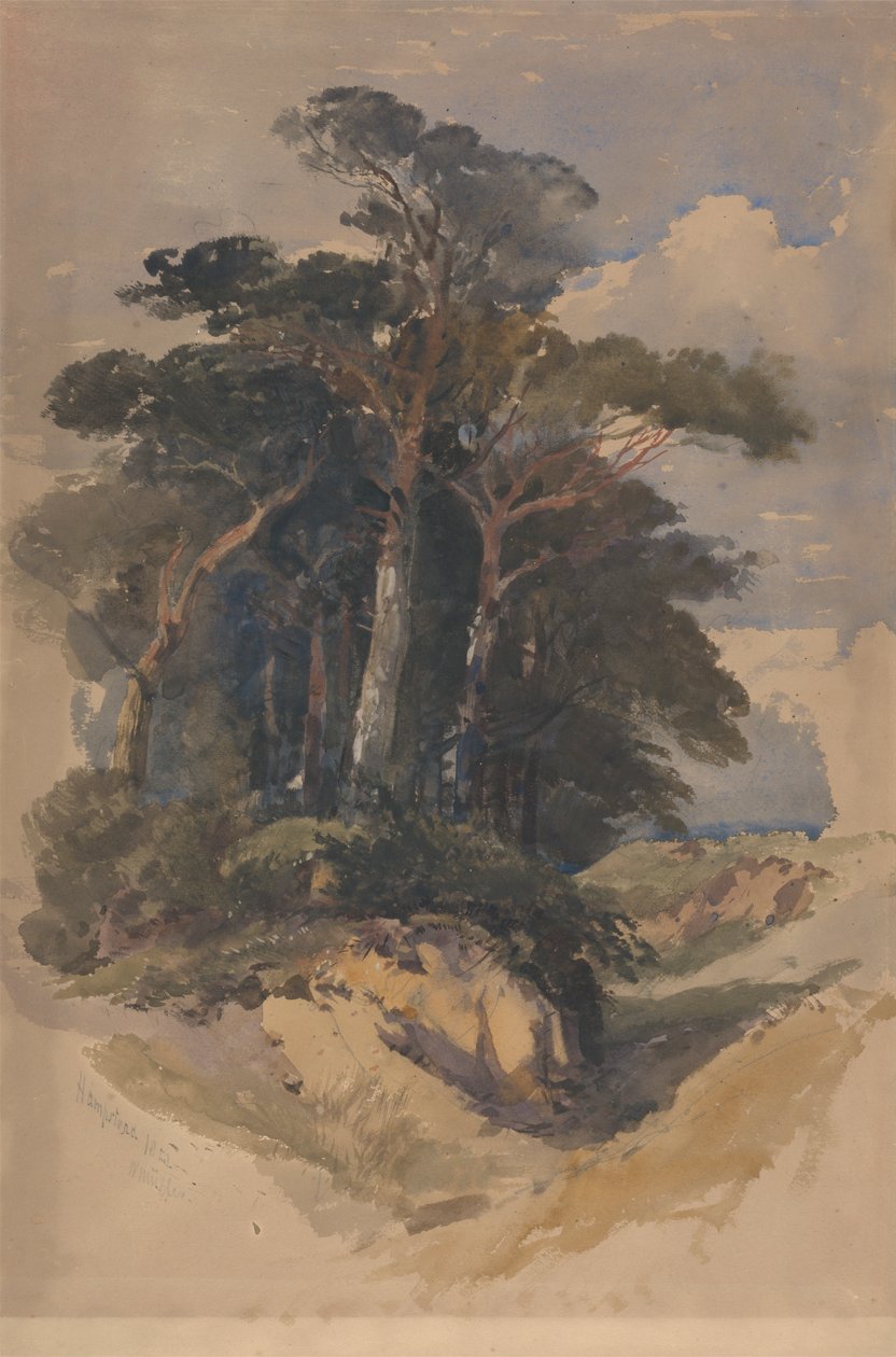 Pinos en Hampstead Heath de William James Muller