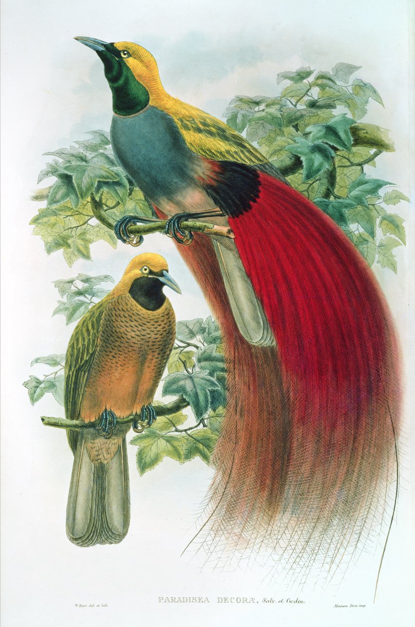 Paradisea Decora de William M. Hart