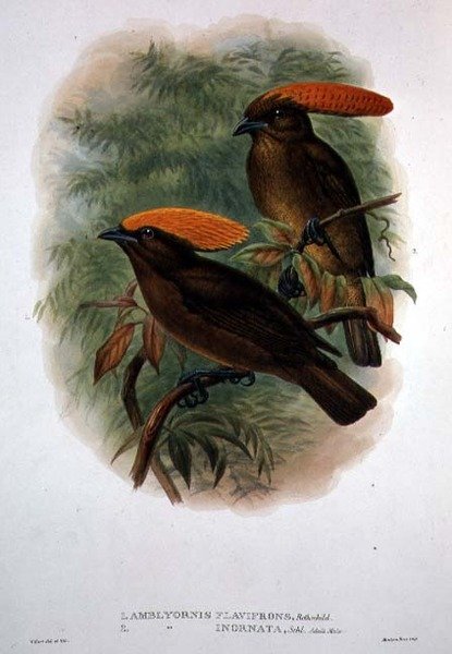 Amblyornis Flavifrons (litografía en color) de William Matthew Hart