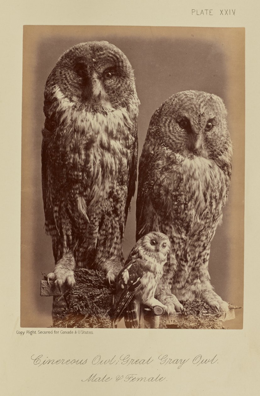 Búho Cenizo; Búho Real. Macho y hembra de William Notman