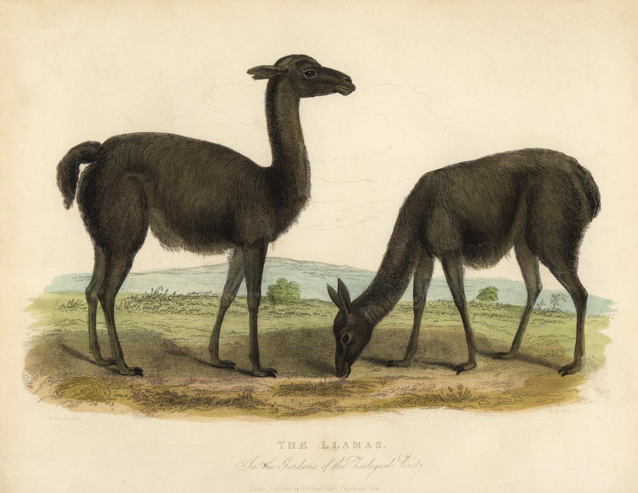 Llama, Lama glama de William Smellie