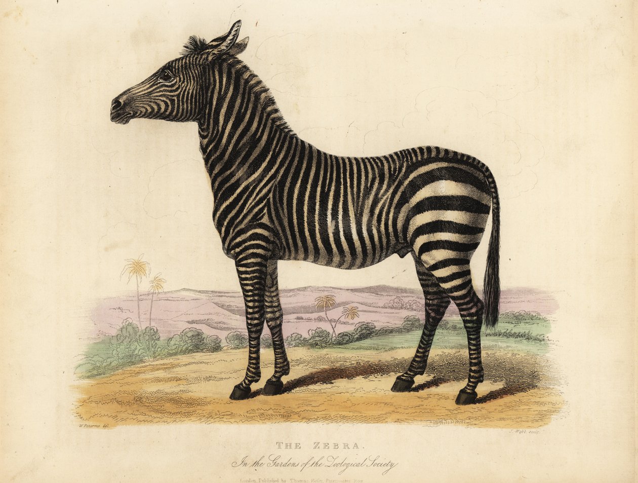 Cebra de llanura, Equus quagga. de William Smellie