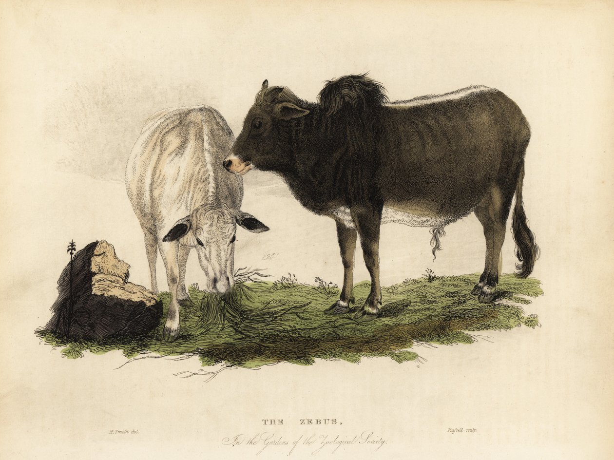 Cebú, Bos primigenius indicus de William Smellie