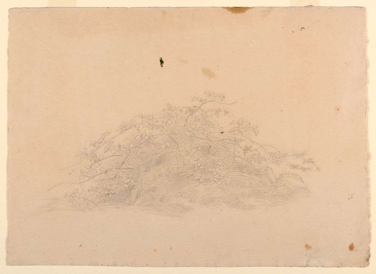 Estudio de Follaje de William Stanley Haseltine