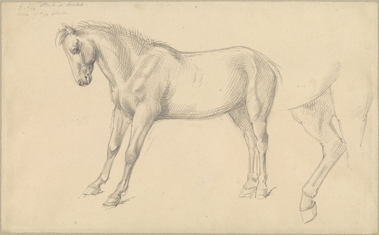 Estudios de un pony de William Strutt