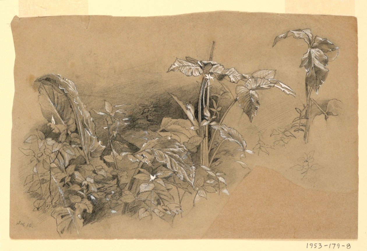 Estudio de follaje de William Trost Richards