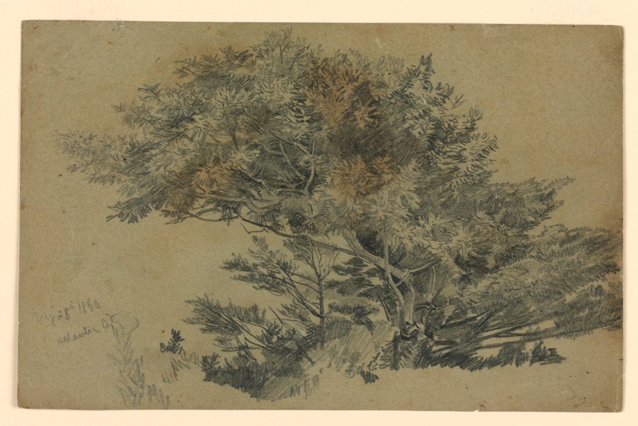 Estudio de Follaje de William Trost Richards
