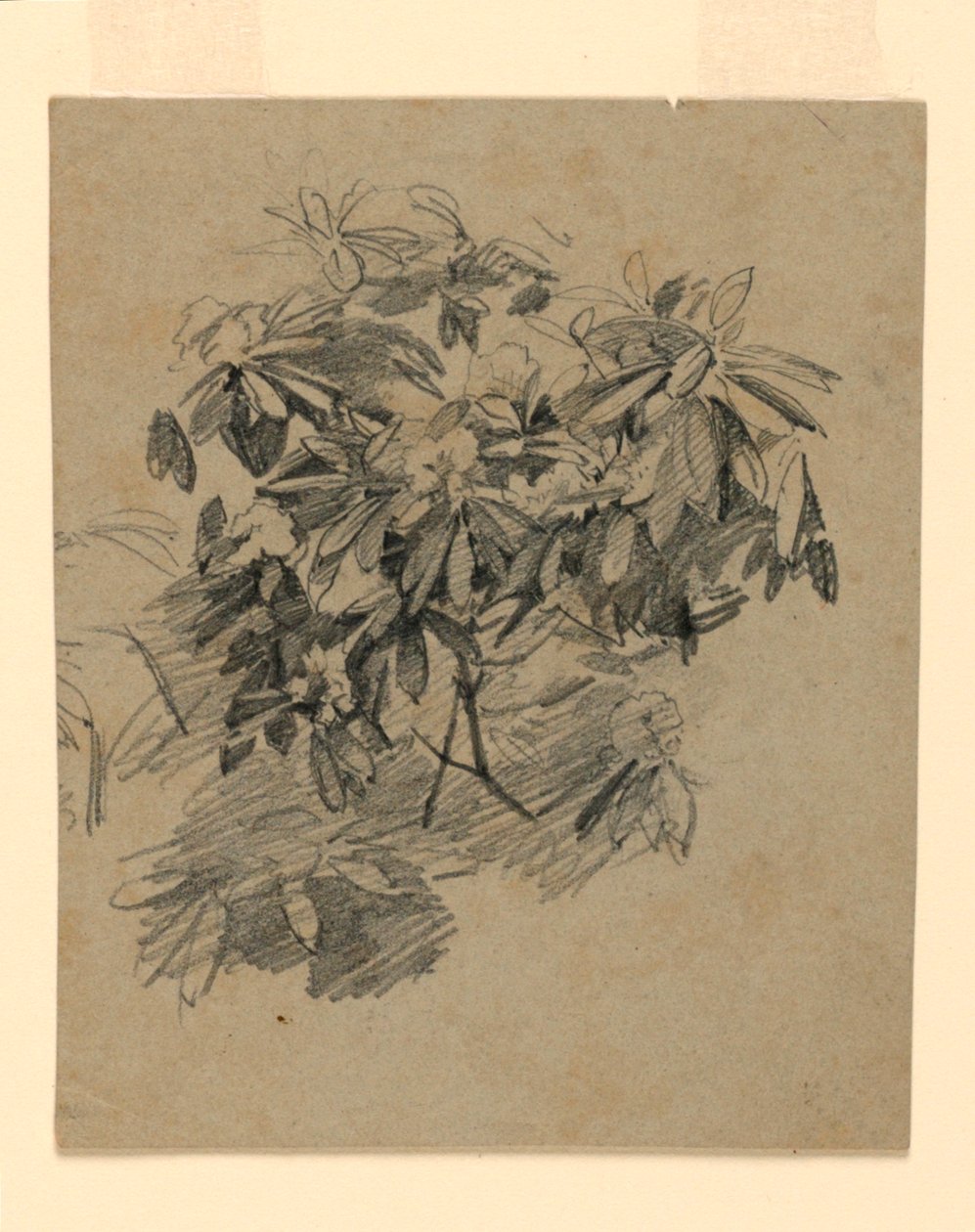 Estudio de follaje de William Trost Richards