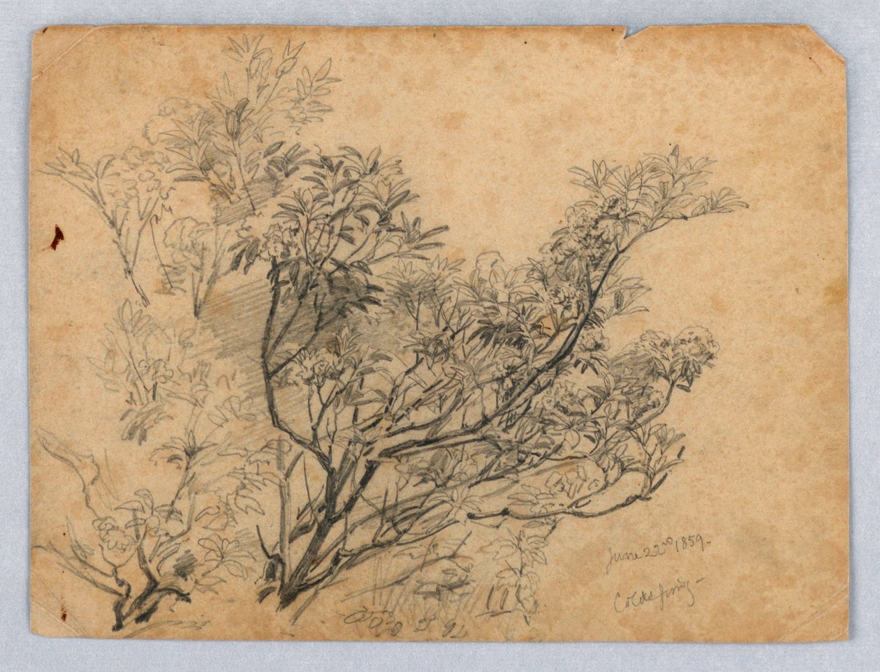 Estudio de Follaje de William Trost Richards