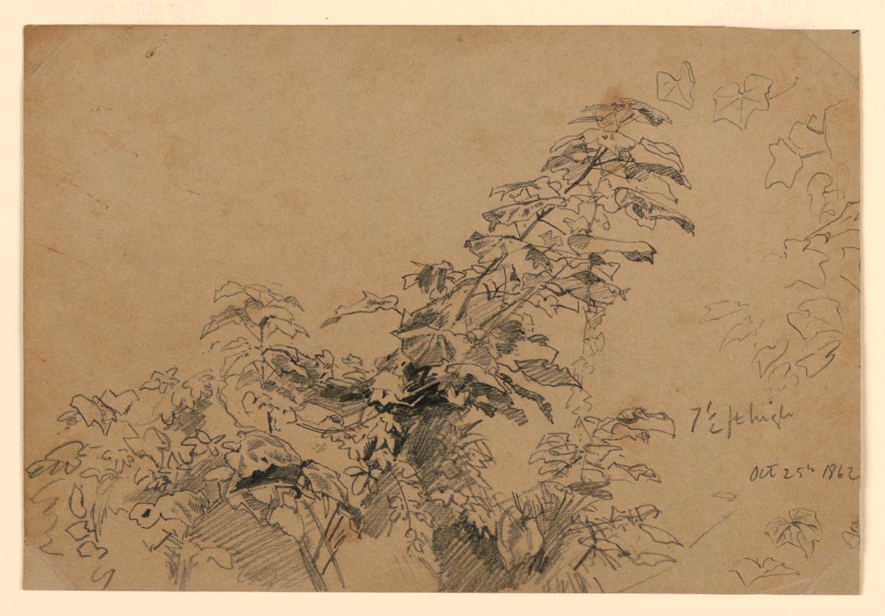 Estudio de follaje de William Trost Richards