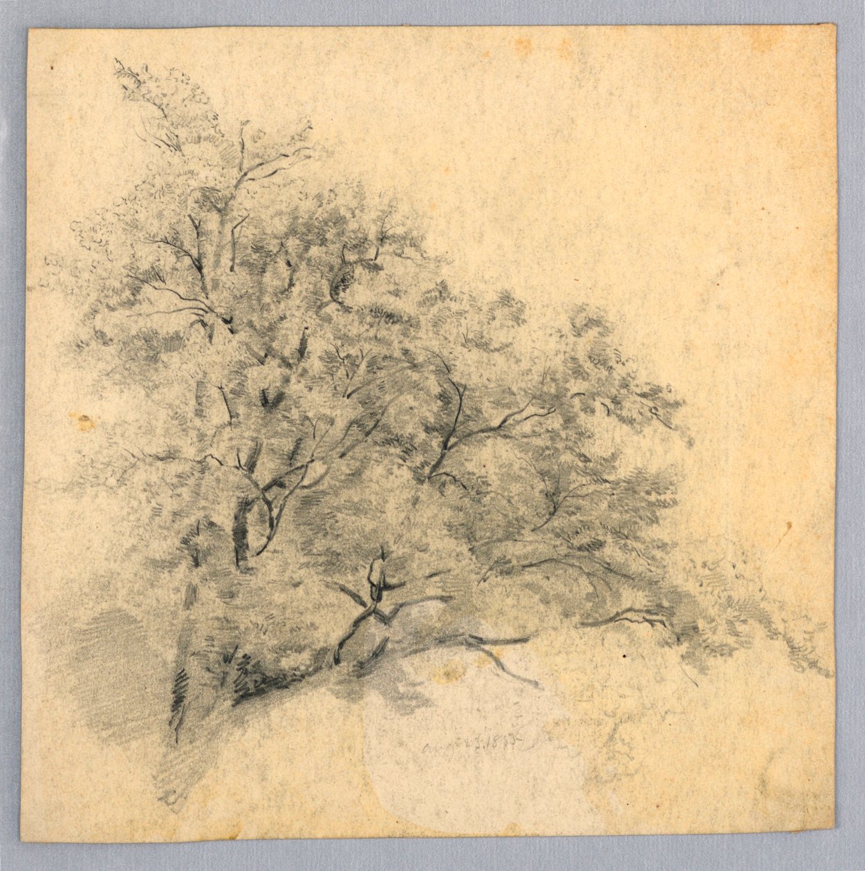 Estudio de follaje de William Trost Richards