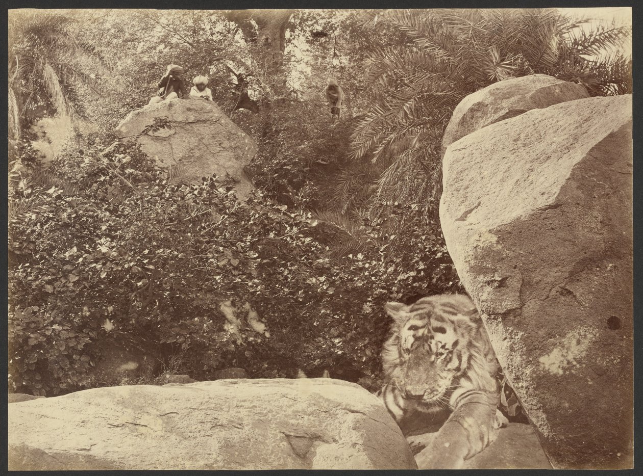 [Tigre en las rocas] de Willoughby Wallace Hooper
