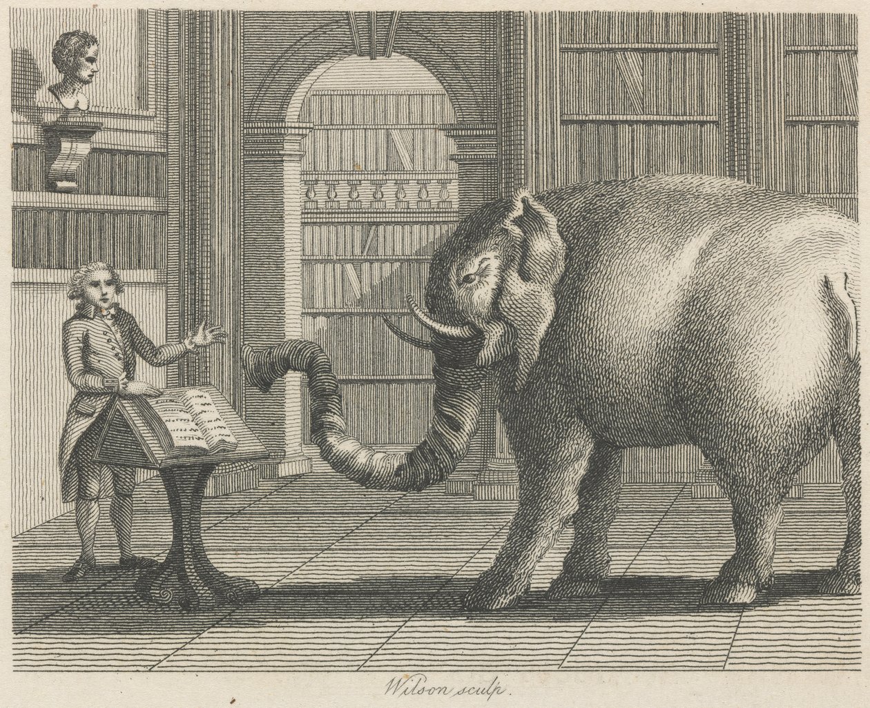 El elefante y el librero de Wilson