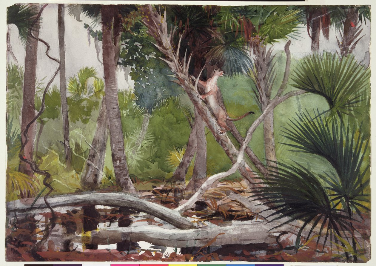 En la jungla, Florida, 1904 de Winslow Homer