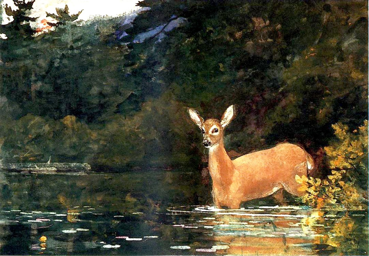 Una cierva, 1889 de Winslow Homer