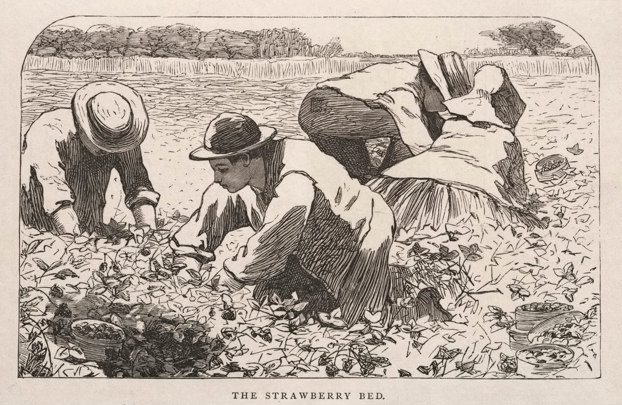 La cama de fresas de Winslow Homer