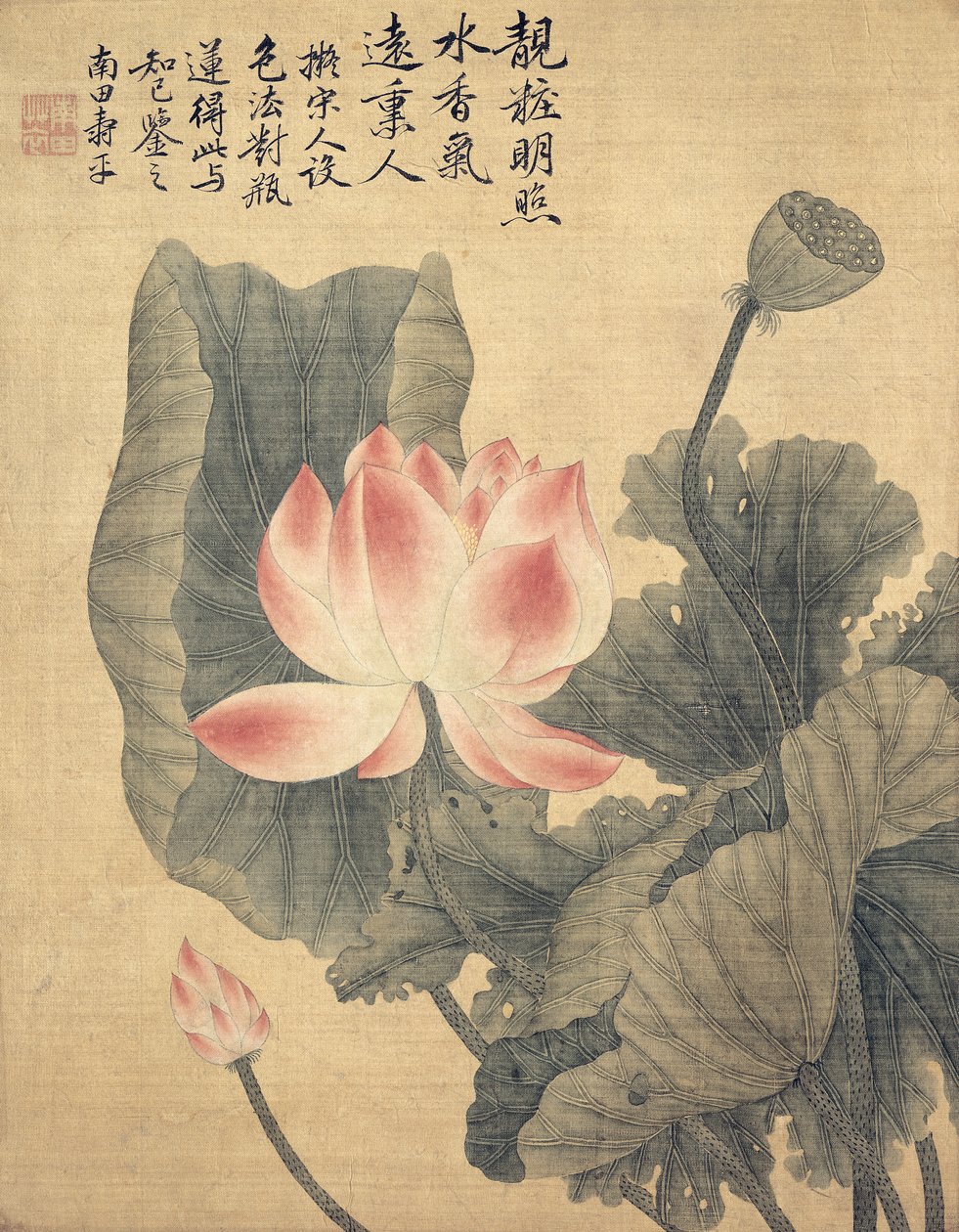 Peonías de Shouping Yun