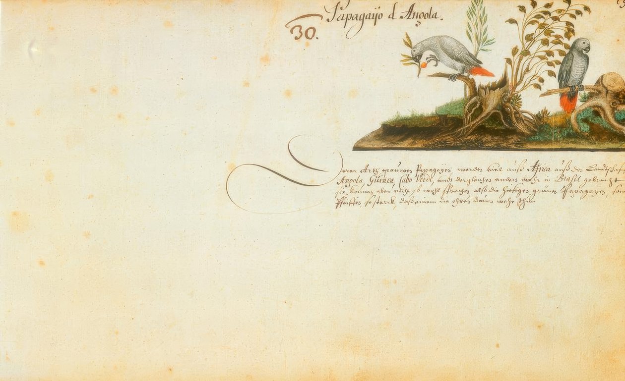 Zacharias Wagner, Papagayos de Zacharias Wagner