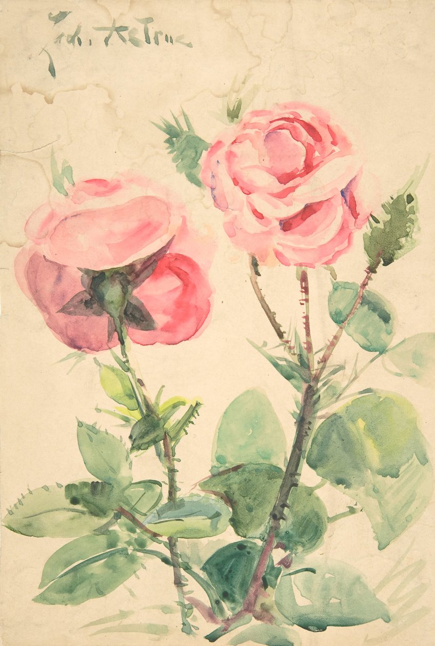 Dos Rosas, ca. 1884-1904 de Zacharie Astruc