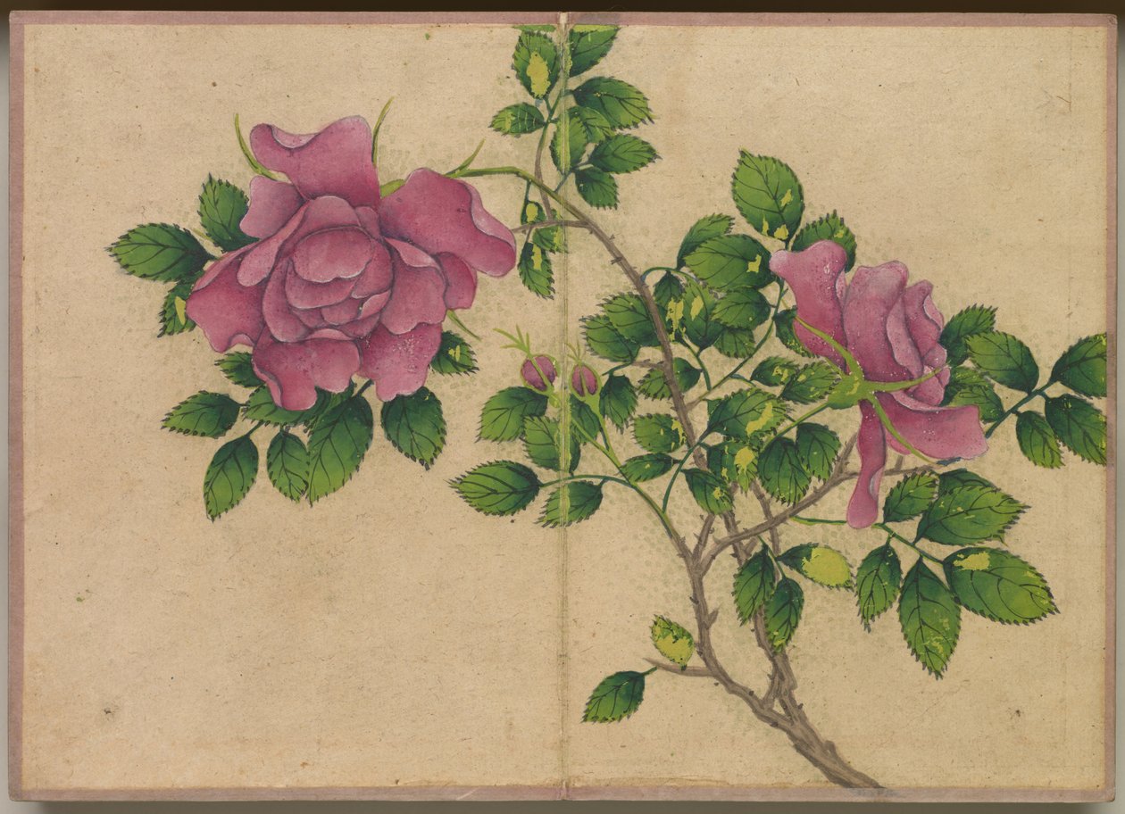 Desk Album: Flower and Bird Paintings (Rose) de Zhang Ruoai