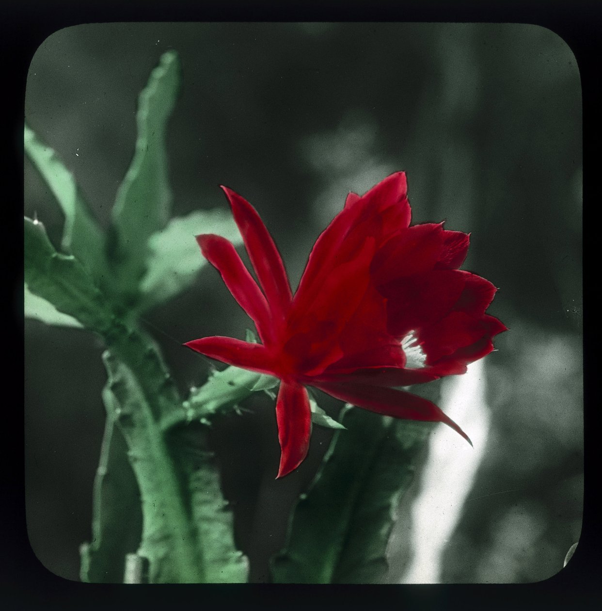 Cactus de Frederick (attr. to) Barnard