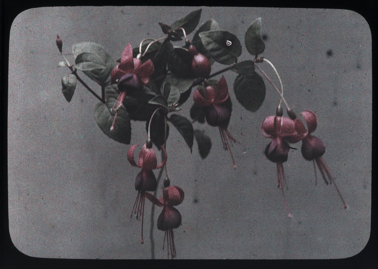 Fucsia de Frederick (attr. to) Barnard