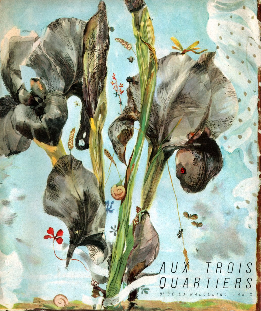 Iris (flor). c.1920 (Grabado) de . .