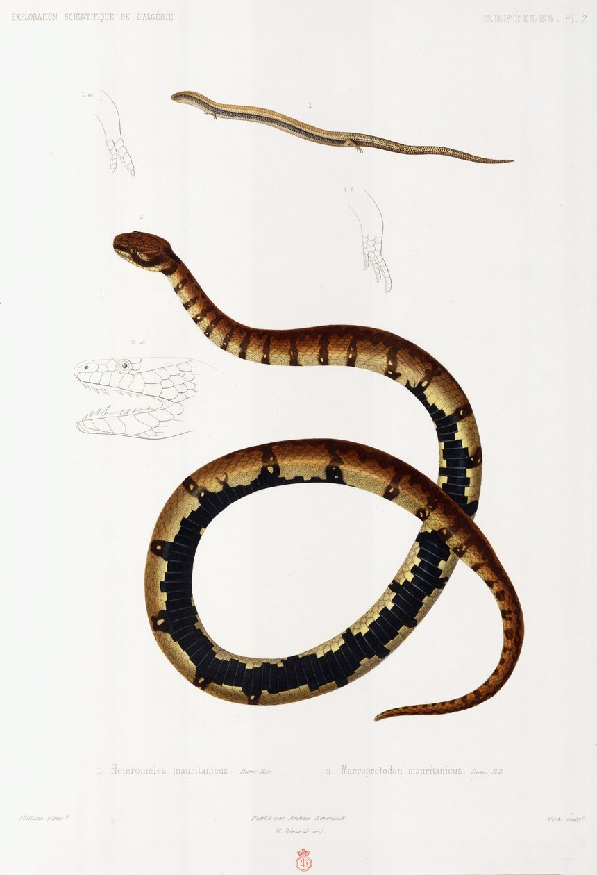Lagarto y serpiente con capucha, Argelia de John Pardon