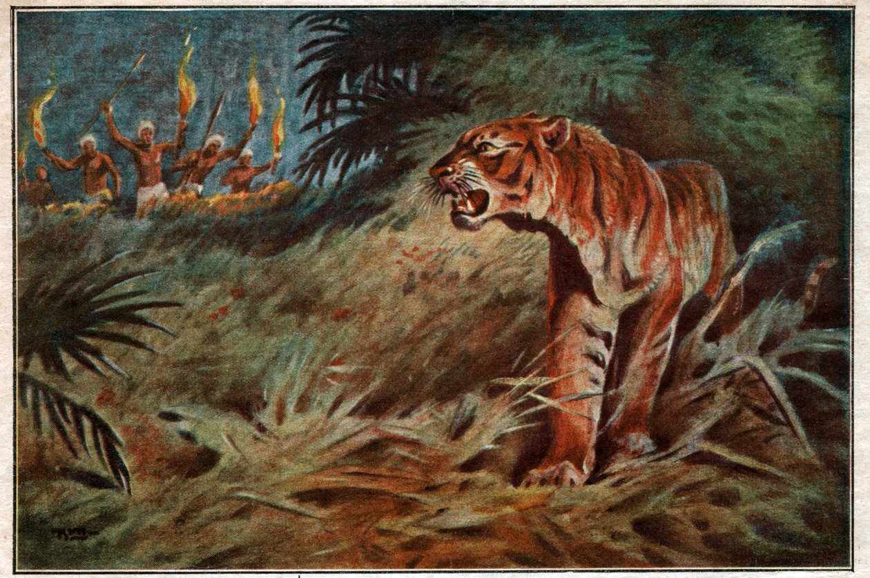 Tigre devorador de hombres de . .