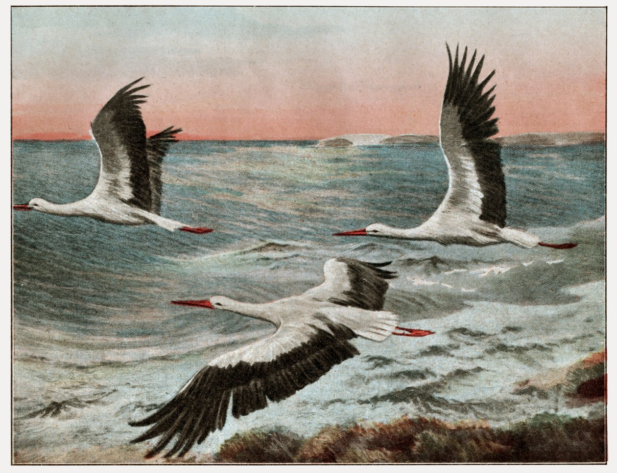 Migración de las cigüeñas de . .